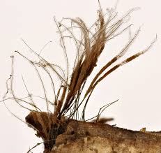 Attēlu rezultāti vaicājumam “Stemonitis axifera var. smithii macro”