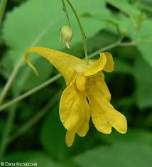 Attēlu rezultāti vaicājumam “Impatiens noli-tangere leaf”