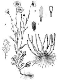 Attēlu rezultāti vaicājumam “Leucanthemum vulgare leaf”