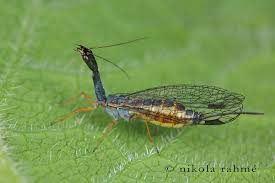 Attēlu rezultāti vaicājumam “Raphidia larva”