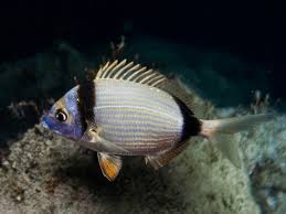 Image result for Diplodus vulgaris