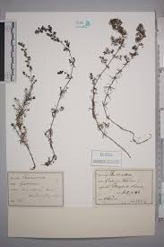 Attēlu rezultāti vaicājumam “Galium verum bud”