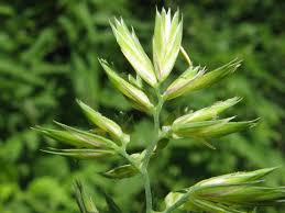 Attēlu rezultāti vaicājumam “Dactylis glomerata subsp. glomerata”