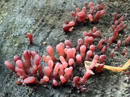 Attēlu rezultāti vaicājumam “Enerthenema papillatum stalked”