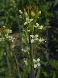Attēlu rezultāti vaicājumam “Arabis glabra”