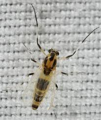 Attēlu rezultāti vaicājumam “Cricotopus male”