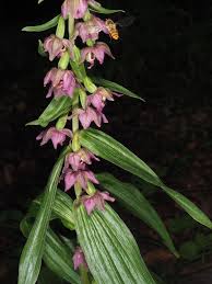 Attēlu rezultāti vaicājumam “Epipactis helleborine”