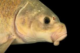 Image result for Ictiobus niger