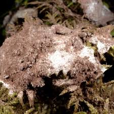 Attēlu rezultāti vaicājumam “Nectriopsis violacea”