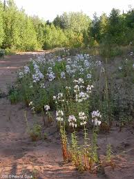 Attēlu rezultāti vaicājumam “Saponaria officinalis flower”