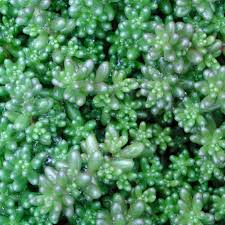 Attēlu rezultāti vaicājumam “Sedum album”