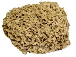 Attēlu rezultāti vaicājumam “Spongia”