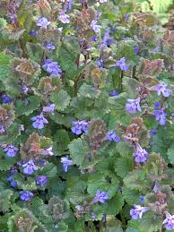 Attēlu rezultāti vaicājumam “Glechoma hederacea leaf”
