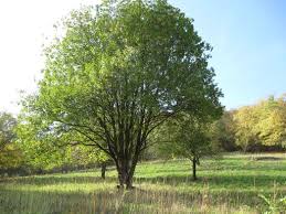 Attēlu rezultāti vaicājumam “Salix caprea”