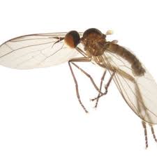 Attēlu rezultāti vaicājumam “Laphria gibbosa”