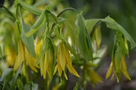 Attēlu rezultāti vaicājumam “Uvularia grandiflora”