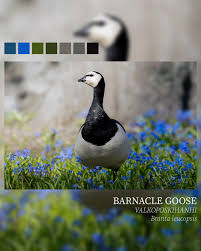 Attēlu rezultāti vaicājumam “Branta leucopsis”