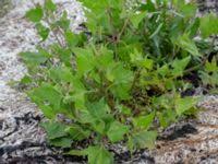 Attēlu rezultāti vaicājumam “Atriplex calotheca”