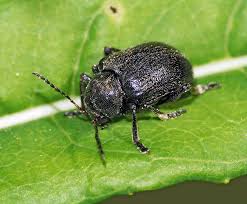 Attēlu rezultāti vaicājumam “Adoxus obscurus”