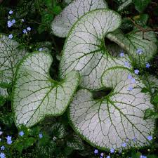 Image result for Brunnera `Jack Frost`