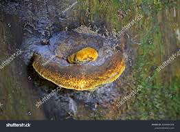 Attēlu rezultāti vaicājumam “Gloeophyllum odoratum”