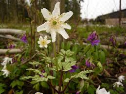 Attēlu rezultāti vaicājumam “Tranzschelia anemones”