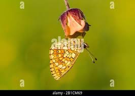 Attēlu rezultāti vaicājumam “Boloria eunomia upperside”