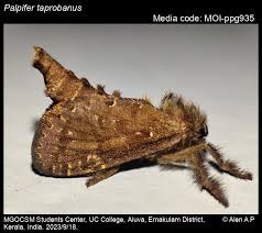 Attēlu rezultāti vaicājumam “Hepialidae”