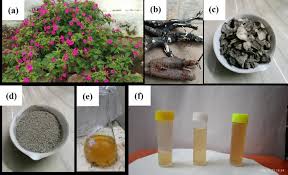 Image result for Mirabilis jalapa