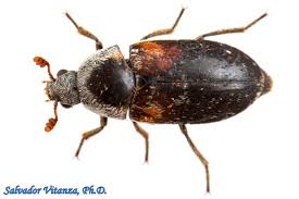 Attēlu rezultāti vaicājumam “Dermestidae”