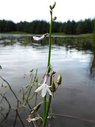 Attēlu rezultāti vaicājumam “Lobelia dortmanna flower”