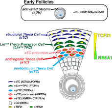 Attēlu rezultāti vaicājumam “Leiocolea rutheana cells”