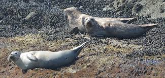 Image result for Phoca vitulina