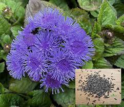 Image result for Leberbalsam