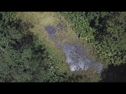 Image result for selvatici tehron