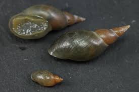 Attēlu rezultāti vaicājumam “Lymnaea stagnalis”