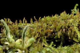 Attēlu rezultāti vaicājumam “Anastrophyllum hellerianum”