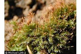 Attēlu rezultāti vaicājumam “Fissidens bryoides”