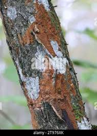 Attēlu rezultāti vaicājumam “Phellinus ferruginosus”