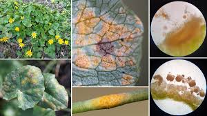 Attēlu rezultāti vaicājumam “Uromyces dactylidis”