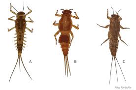 Attēlu rezultāti vaicājumam “Ephemeroptera larvae”