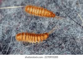 Attēlu rezultāti vaicājumam “Anthrenus sp. larva”