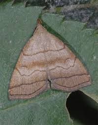 Attēlu rezultāti vaicājumam “Herminia tarsicrinalis”