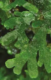 Attēlu rezultāti vaicājumam “Riccardia multifida”