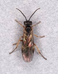 Attēlu rezultāti vaicājumam “Euura brevicornis”