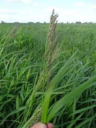 Attēlu rezultāti vaicājumam “Glyceria lithuanica”