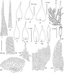 Attēlu rezultāti vaicājumam “Pylaisia polyantha sporophyte”