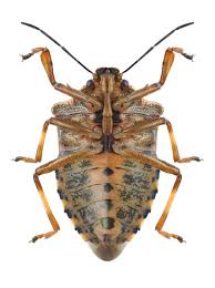 Attēlu rezultāti vaicājumam “Pinthaeus sanguinipes”