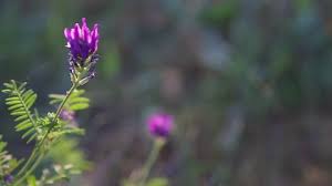 Attēlu rezultāti vaicājumam “Astragalus arenarius flower”