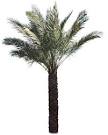 True Date Palm Tree - Date Palms